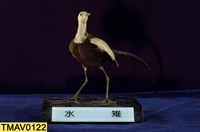 藏品(水雉)的圖片